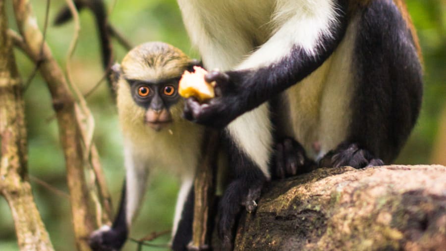 Tafi Atome monkey sanctuary