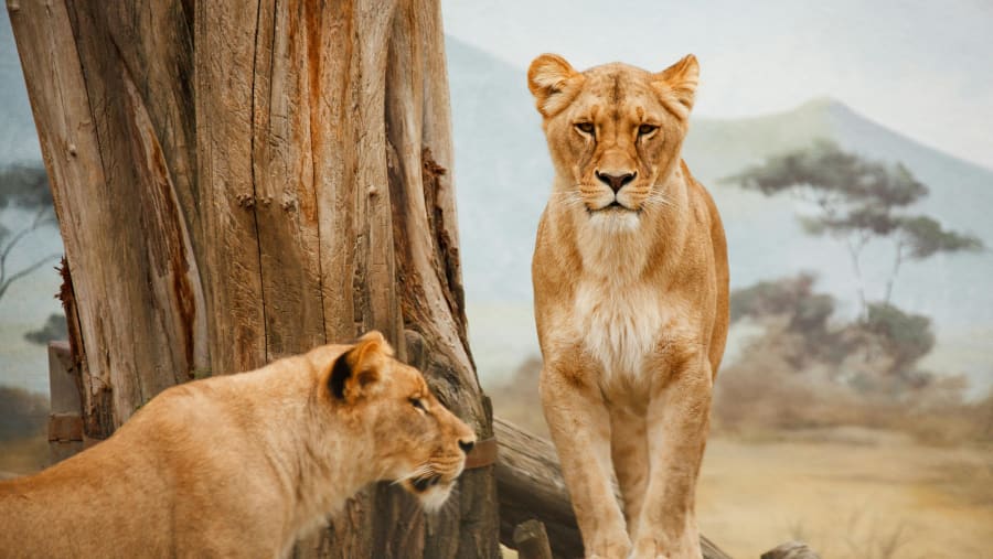 Witness the African wildlife