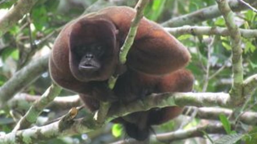 Brown Howler Monkey