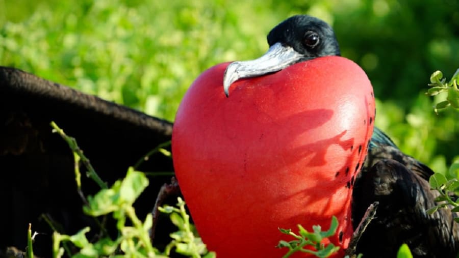 Frigatebird