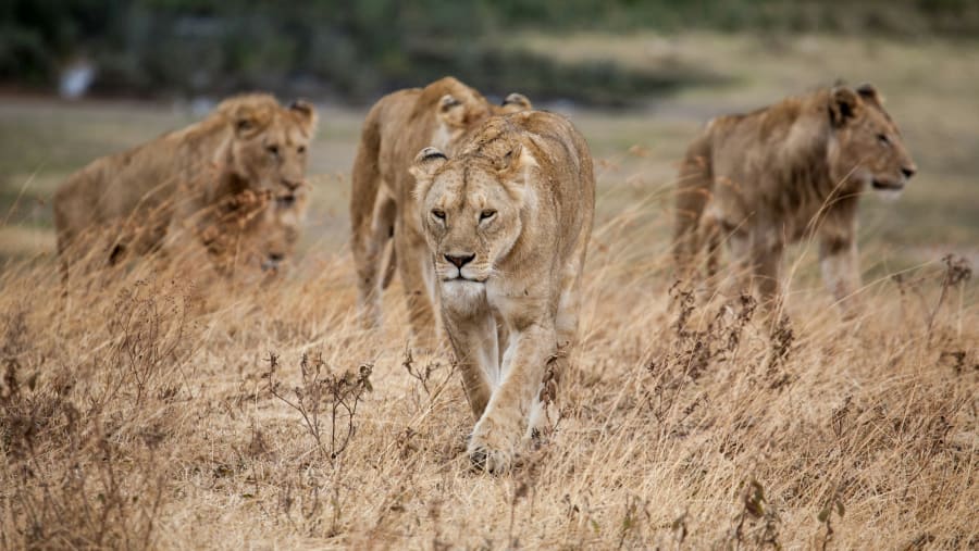 Spot the predators at Zanzibar