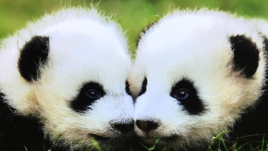 Panda Cubs