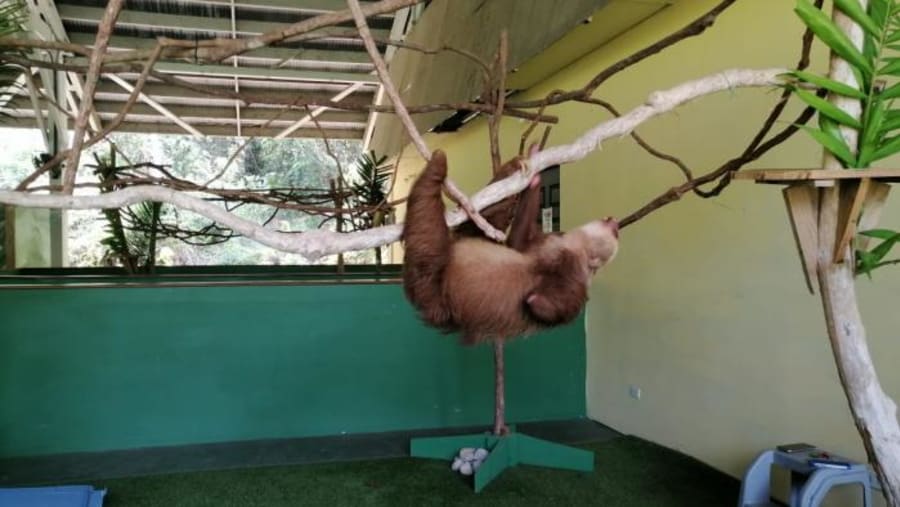 Sloth Sanctuary