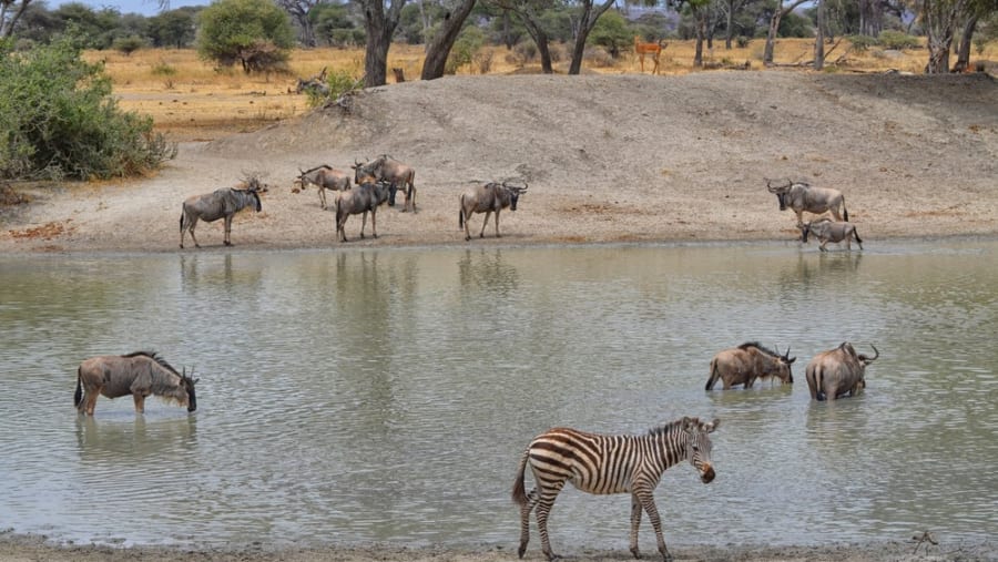 Wildebeests and Zebras at the Watering Point