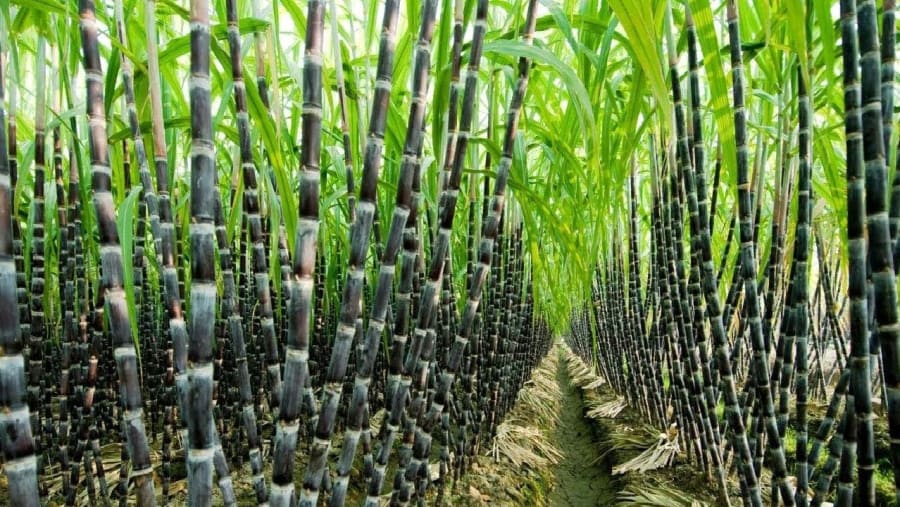 Sugar Cane