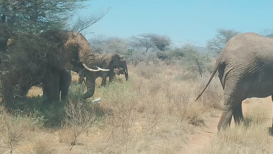 Bush Elephant
