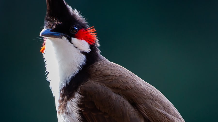 Spot Bulbul on your Kuala Lumpur Birdwatching Tour