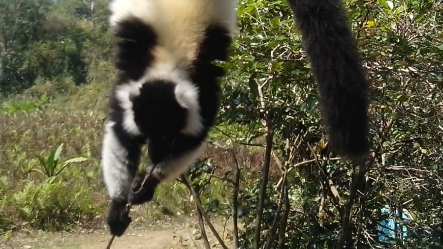 Lemurs in Madagascar