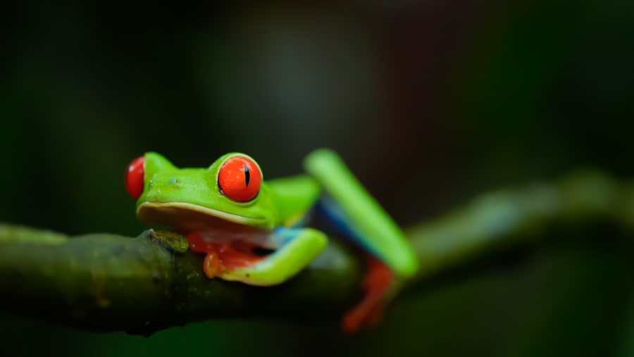 Red-eyed tree frog