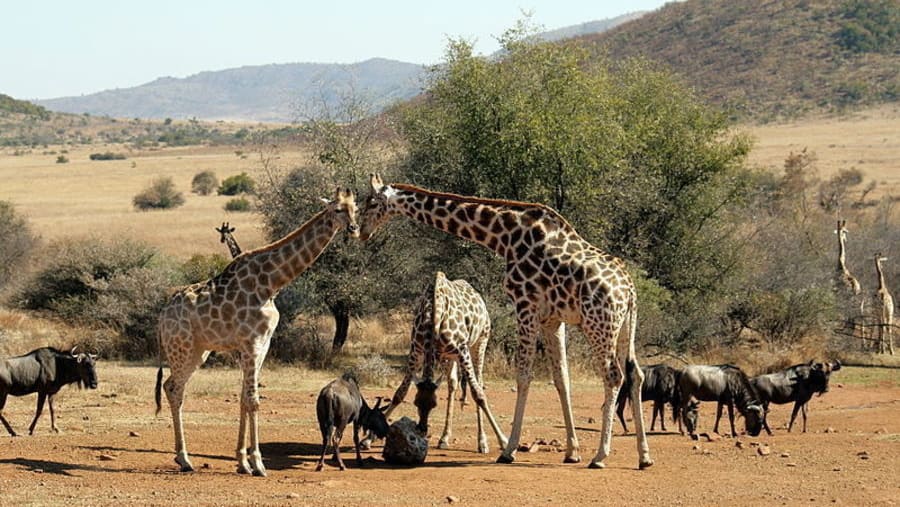 Lion & Safari Park, South Africa