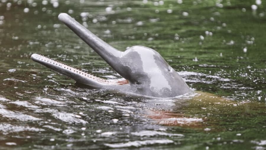 Dolphins in the Amazon River