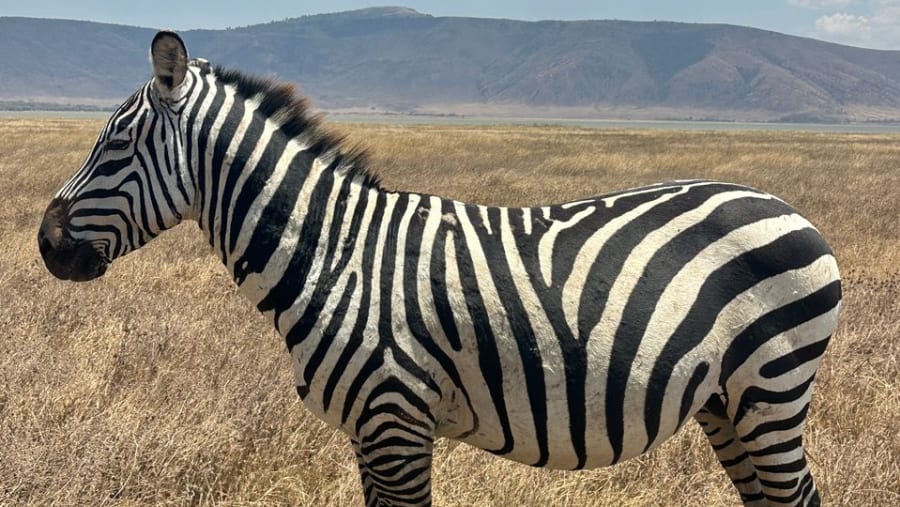 Zebras