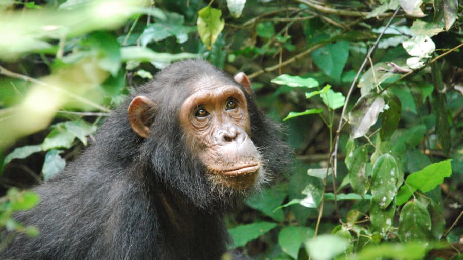 Chimpanzee at Gombe Stream National Park