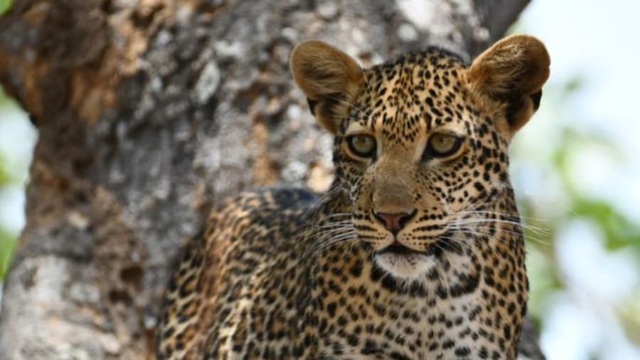 Wildlife Experience