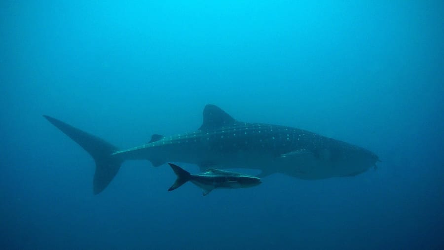 Experience Whaleshark watching