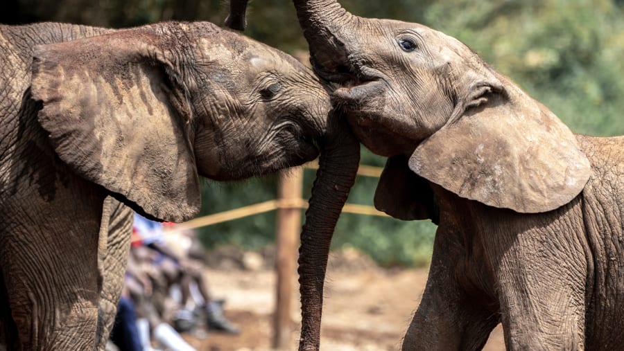 Witness the African wildlife