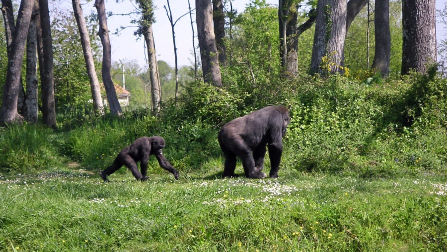 Gorillas