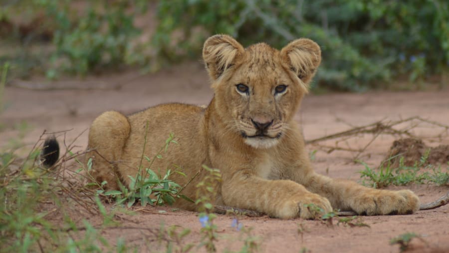 A lion cub in Queen Elizabeth National Park