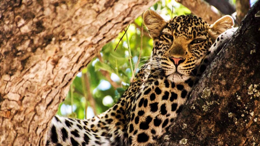 Leopard at Ruaha National Park