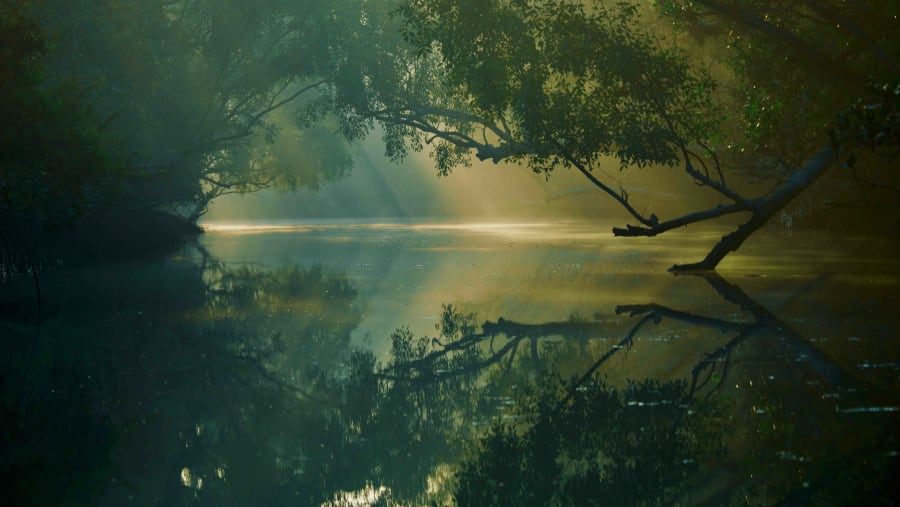 Mangrove forests, Sunderbans