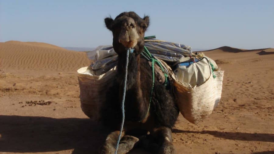Camel