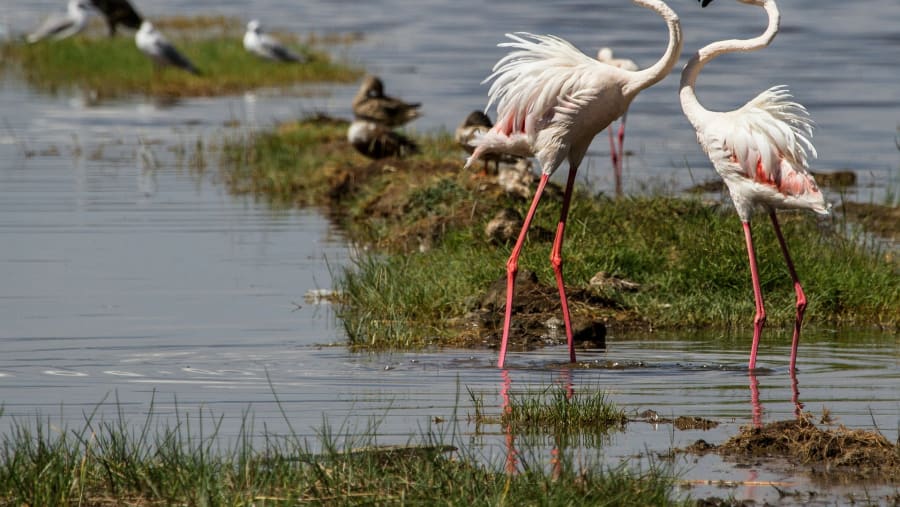 Lake Nakuru National Park