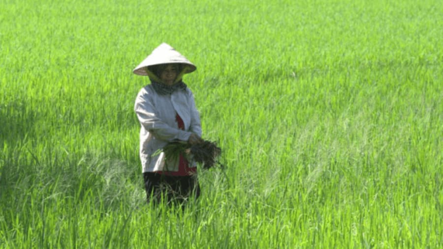 See the rice fields of the Mekong Delta