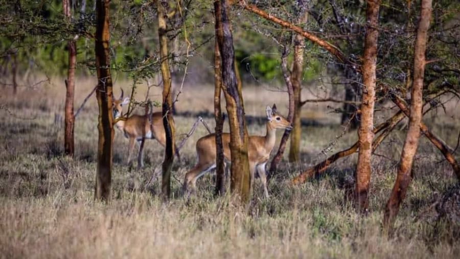 Deers