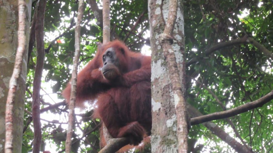 Pongo Abelii