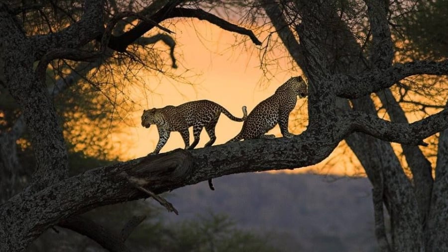 Leopards relaxing in a tree at Serengeti National Park