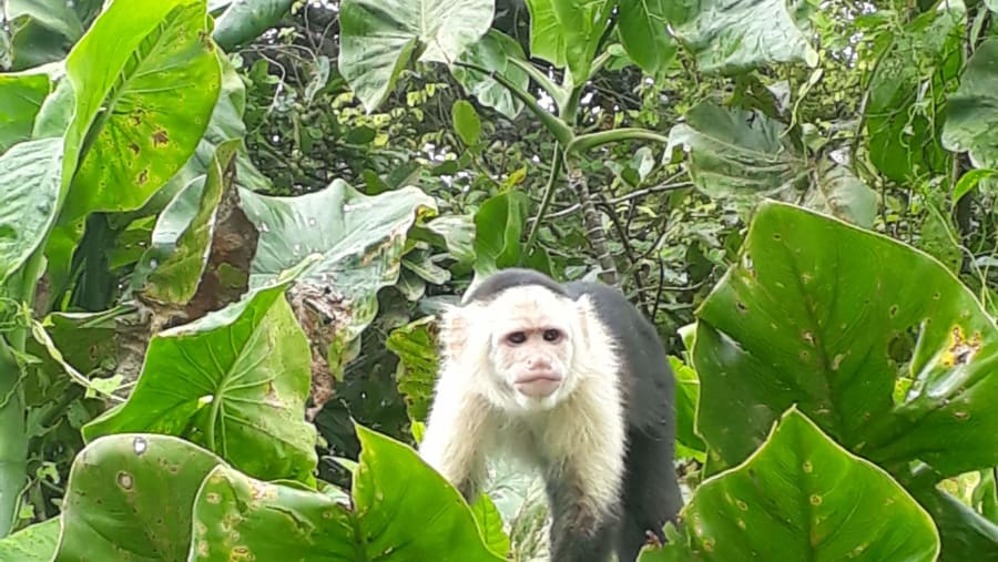 Monkey in the jungle