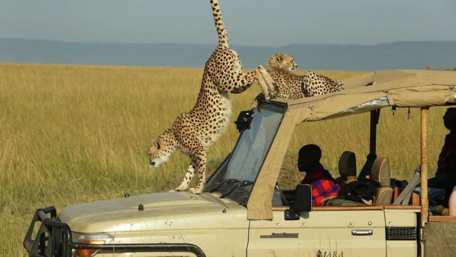 Sighting a Leopard
