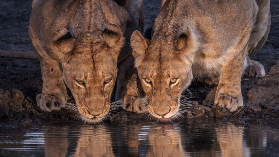 African Lions
