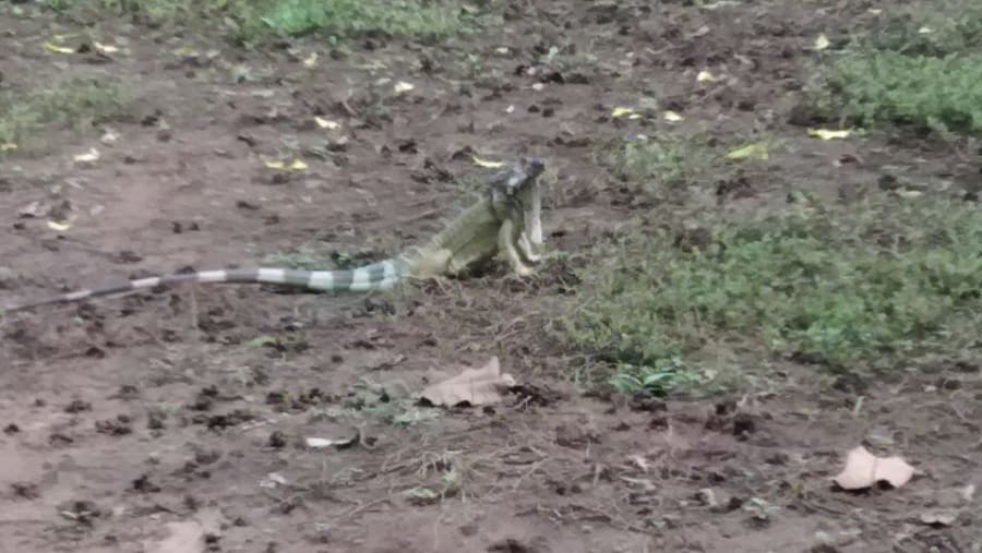 Iguana