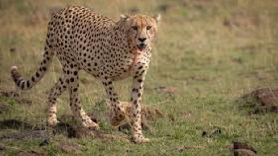 Northwest African Cheetah
