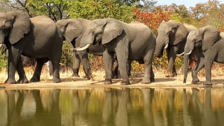 Elephants in Masai Mara