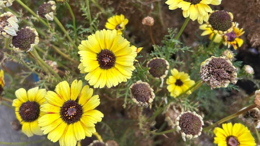 City garden Tour+ Composting Tecniques+ Salad