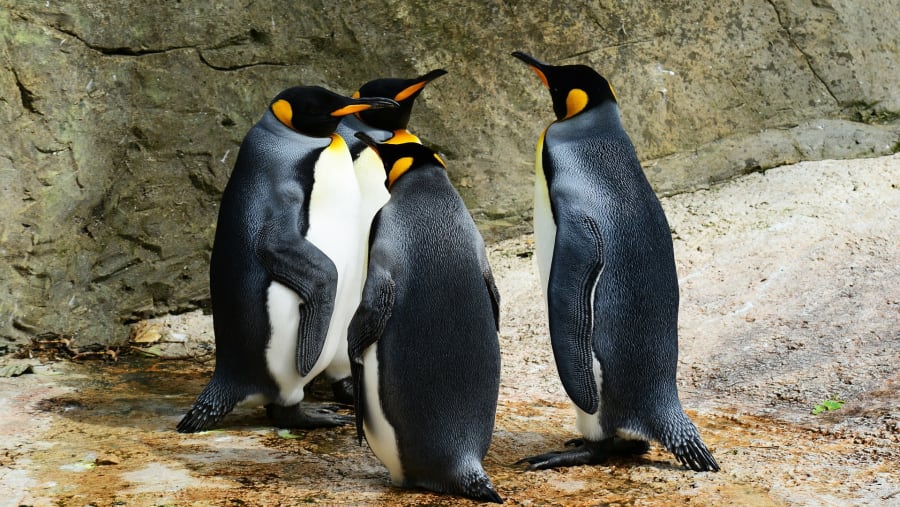 Penguins