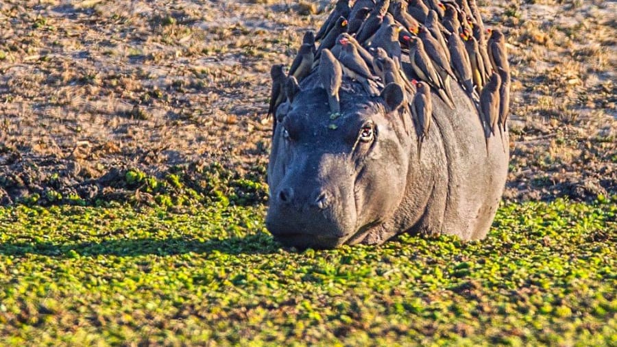 Hippo with birds at Amboseli National Park
