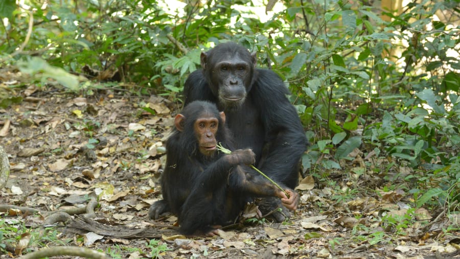 Kyambura Gorge Chimpanzee