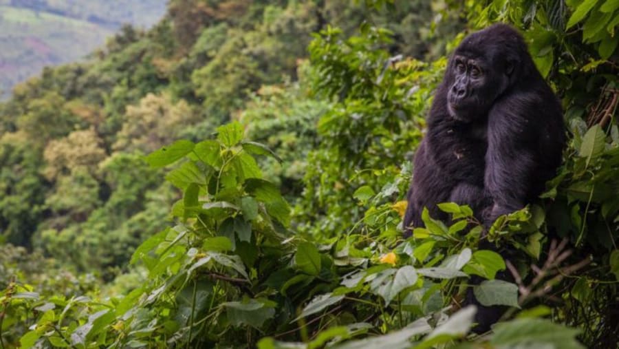 Bwindi Impenetrable National Park