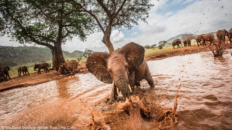 Elephant games