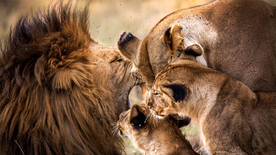 Ngorongoro Crater and Manyara