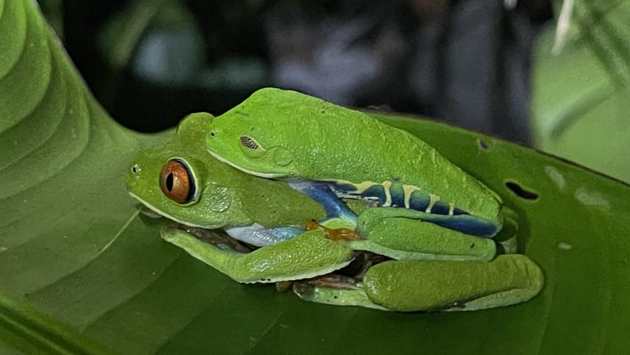 Manuel Antonio National Park