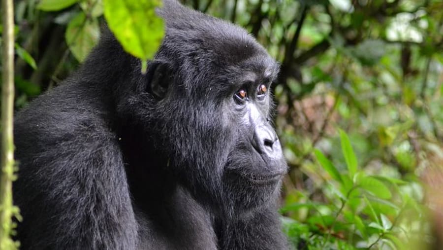 Bwindi Impenetrable National Park