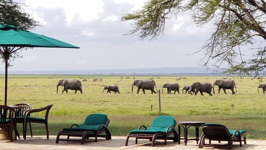 Spot harmonious elephant herds at Lake Naivasha