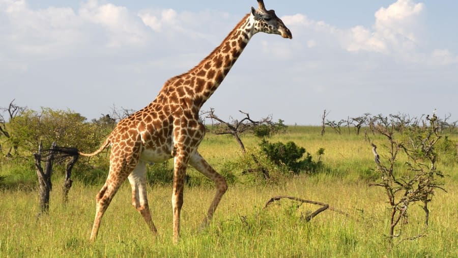 Witness the wildlife