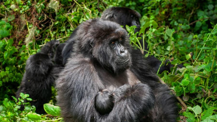 Gorilla in Uganda