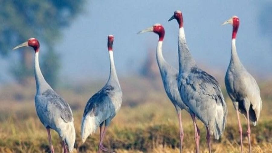Keoladeo National Park / Bharatpur Bird Sanctuary