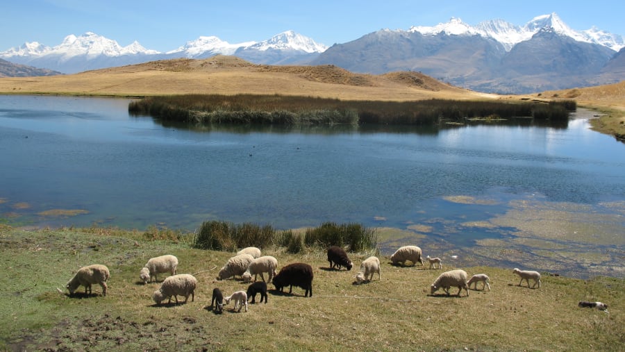 Huilcacocha or Palcacocha Lake